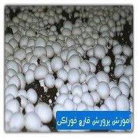 آموزش پرورش قارچ خوراکی در سالن تولید و یا در منزل